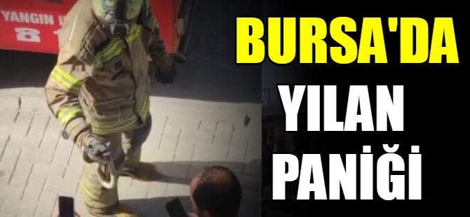 Bursa'da yılan paniği