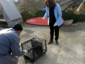 Mudanya'da gönüllü-belediye işbirliğiyle sokak kedilerine bakım