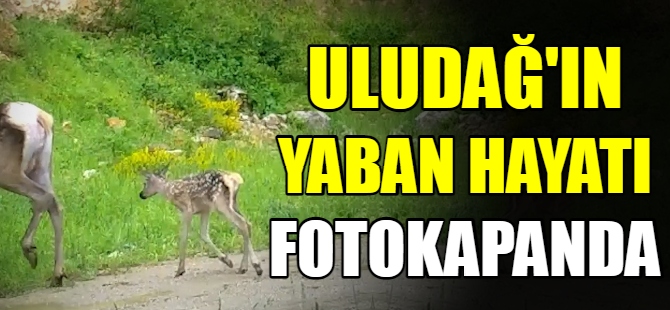 Uludağ'ın yaban hayatı fotokapanda