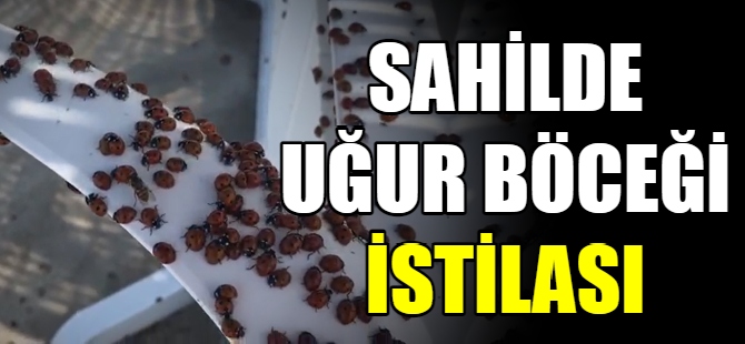 Sahilde uğur böceği istilası