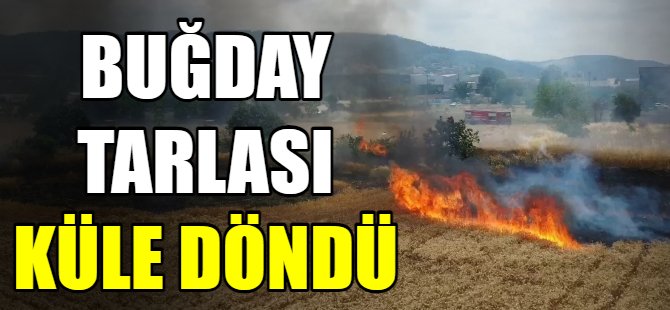 Buğday tarlası küle döndü