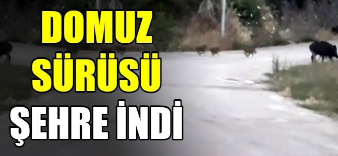 Aç kalan domuzlar şehre indi