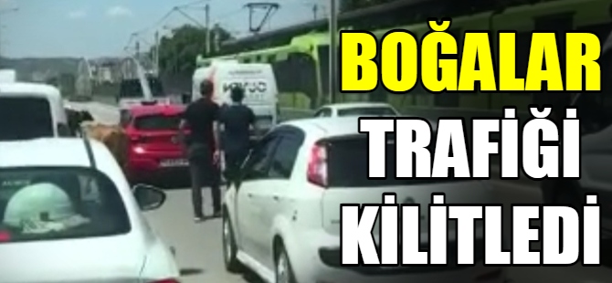 Boğalar trafiği kilitledi