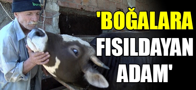 'Boğalara fısıldayan adam'