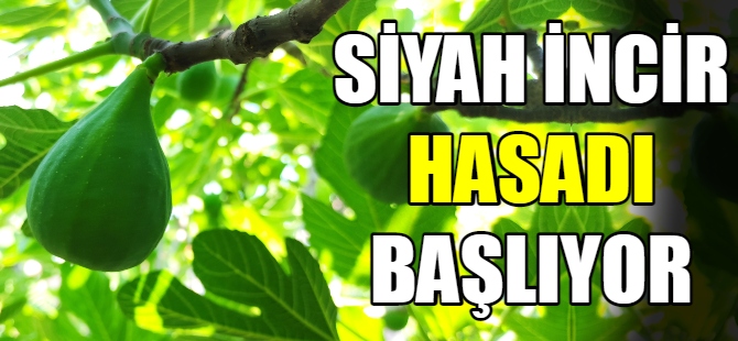 Siyah incir hasadı başlıyor