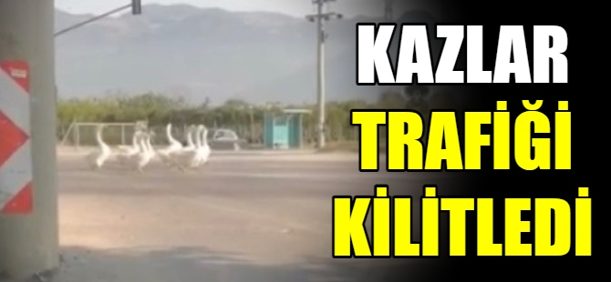 Kaz sürüsü trafiği kilitledi