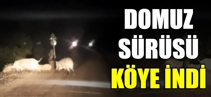 Domuz sürüsü köye indi