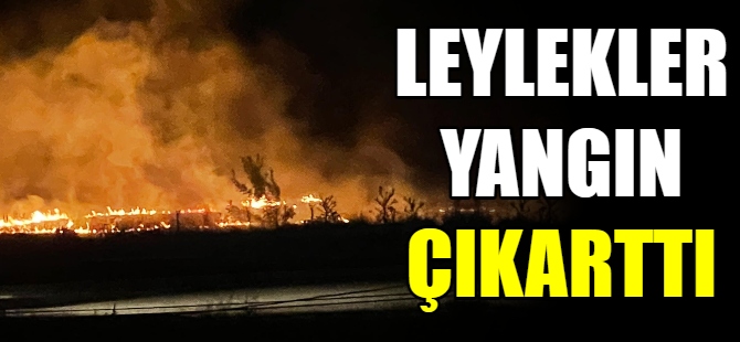 Leylek sürüsü anız yangını çıkardı