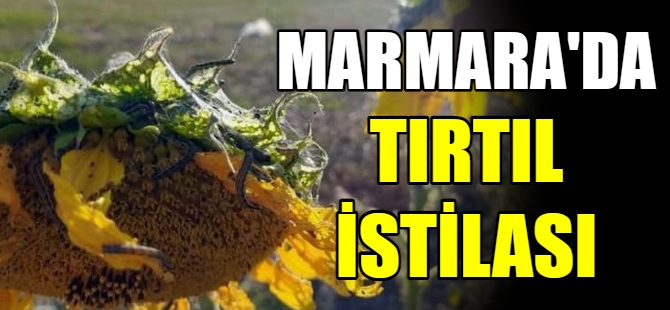 Marmara'da tırtıl istilası