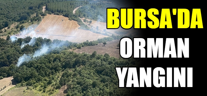 Bursa'da orman yangını