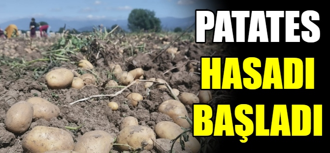 Bursa’da patates hasadı başladı