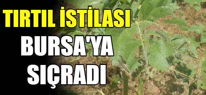 Tırtıl istilası Bursa'ya sıçradı