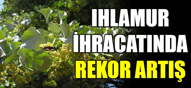 Ihlamur ihracatında rekor artış