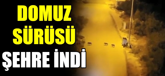 Domuz sürüsü şehre indi