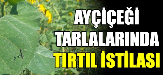 Ayçiçeği tarlalarında tırtılı istilası