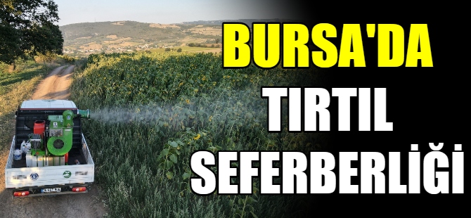 Bursa'da ‘tırtıl’ seferberliği