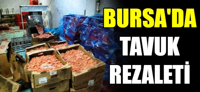 Bursa'da tavuk rezaleti