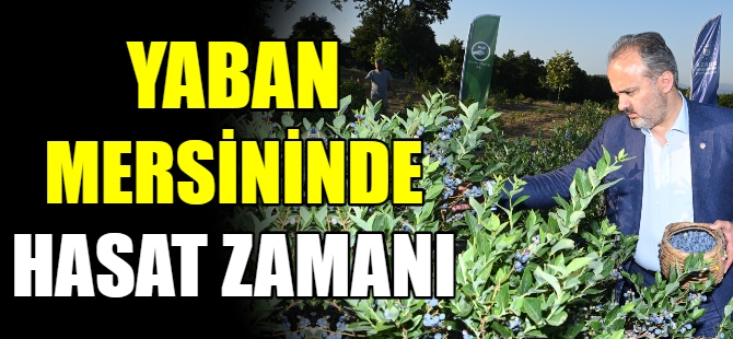 Yaban mersininde hasat bereketi