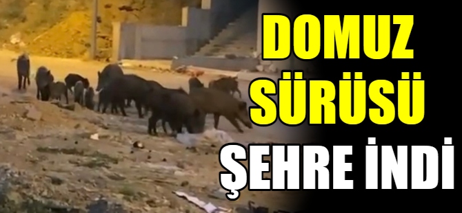 Domuz sürüsü şehre indi