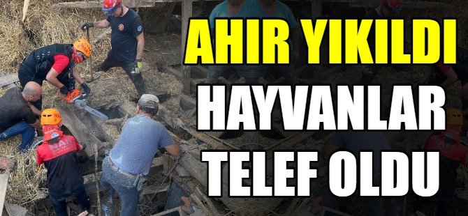 Ahır yıkıldı hayvanlar telef oldu