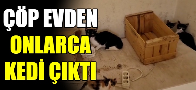 Bursa’da çöp evden onlarca kedi çıktı