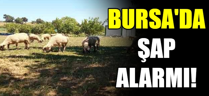 Bursa'da şap alarmı