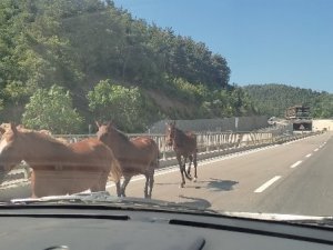 Atlar trafiği birbirine kattı