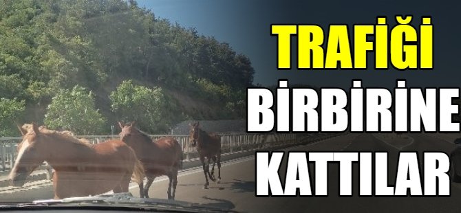 Atlar trafiği birbirine kattı