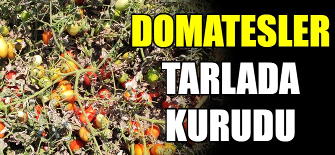 Domatesler tarlada kurudu