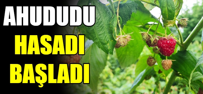 Ahududu hasadı başladı