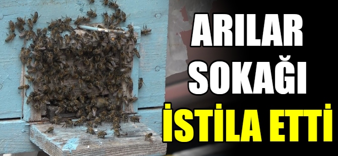 Arılar sokağı istila etti