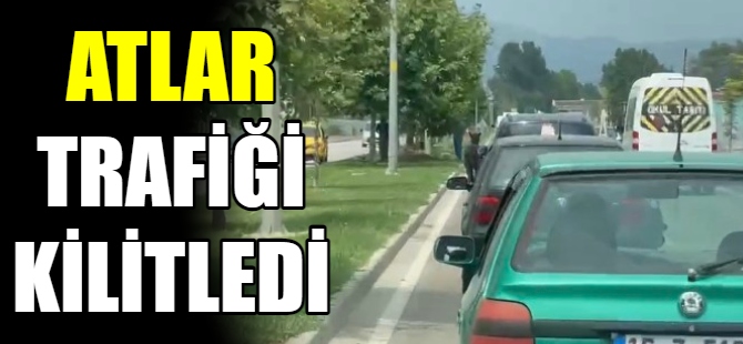 Başıboş atlar trafiği kilitledi