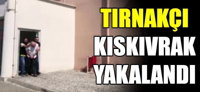 Tırnakçı kıskıvrak yakalandı