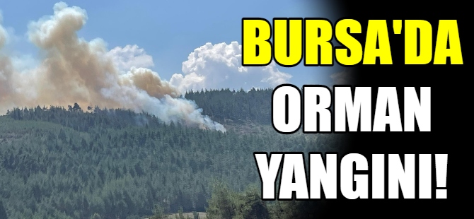 Bursa'da orman yangını