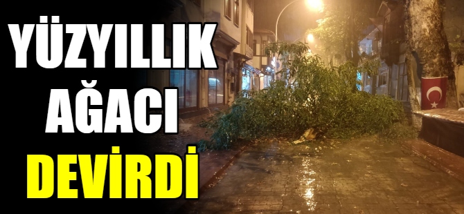 Rüzgarda tarihi ağaç devrildi