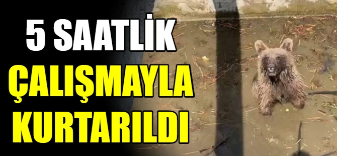 Kanala düşen ayıyı ekipler kurtardı