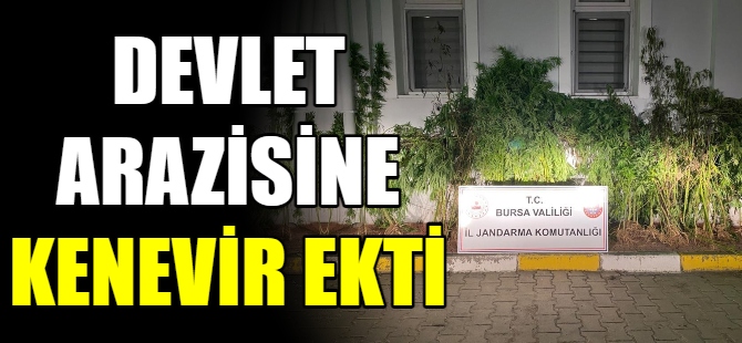 Devlet arazisine kenevir ekti