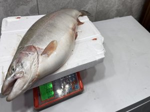 İznik Gölü’nde somon balığı yakalandı