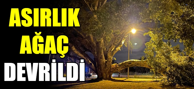 Asırlık ağaç devrildi