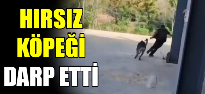 Vicdansız hırsız köpeğe şiddet uyguladı