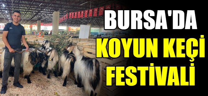 Bursa'da koyun keçi festivali