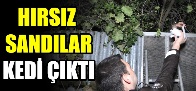 Hırsız diye gittiler kedi çıktı