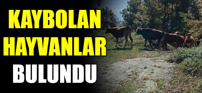 Kaybettiği hayvanları jandarma buldu