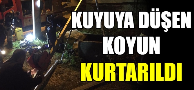 Kuyuya düşen koyun kurtarıldı