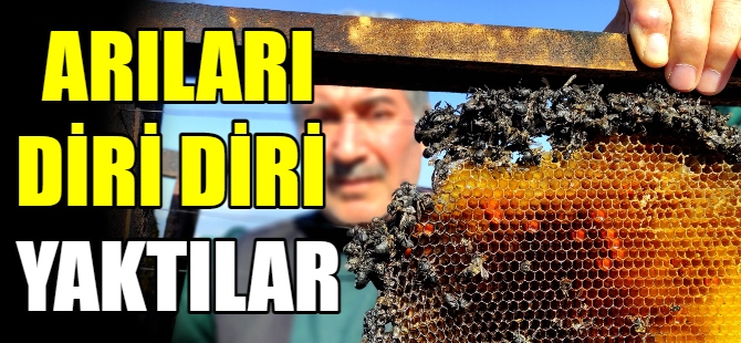 400 kovan arıyı diri diri yaktı