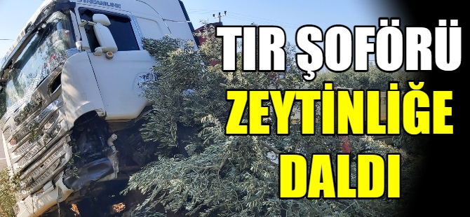 TIR şoförü zeytinliğe daldı