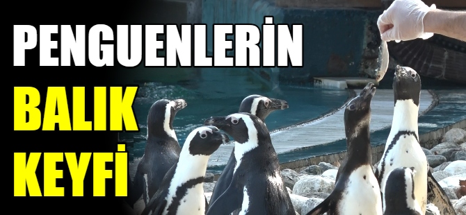 Penguenlerin balık keyfi