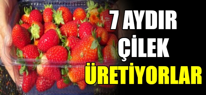 7 aydır çilek üretiyorlar