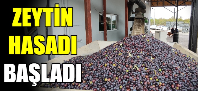 Bursa'da zeytin hasadı başladı