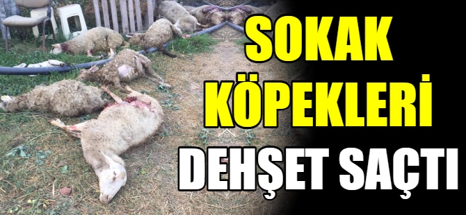 Sokak köpekleri dehşet saçtı